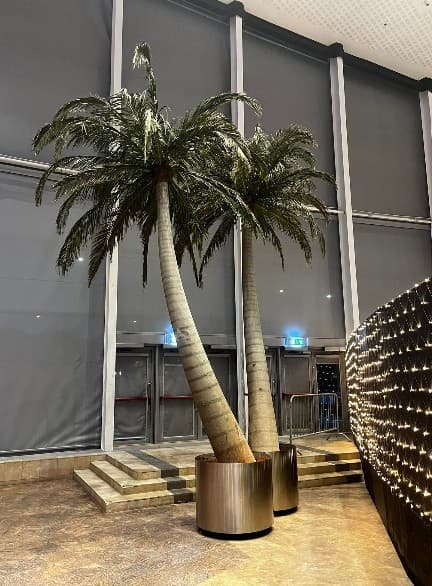 Pálmatré - Palm trees (3 stk)